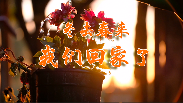 简谱冬去春来_冬去春来的图片(2)