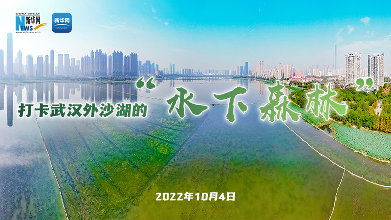 【新华云直播】打卡武汉外沙湖的“水下森林”